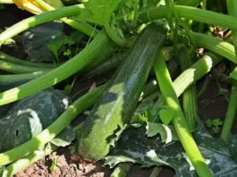 plant courgette potager