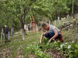 Femme travaillant dans un jardin potager permaculture