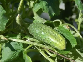 Plants concombre dans un jardin portager