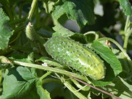 Meilleures-Varietes-Concombres-Jardin