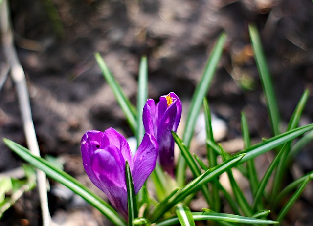 Que-Faire-dans-son-Jardin-en-Mars