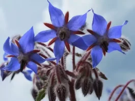 Plantes Bourrache dans un jardin potager